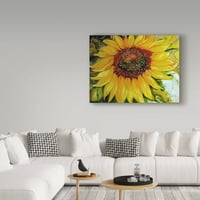 Védjegy képzőművészet 'Sundown Sunflower' vászon művészet Marcia Baldwin