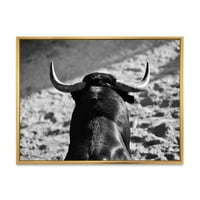 Fekete -fehér portré egy spanyol bika II keretes festmény vászon művészete